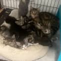 Photo of Astrid **2nd Chance Cat Rescue**