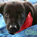 Photo of Clause