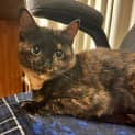 Photo of Tortie