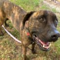 Photo of Wesson