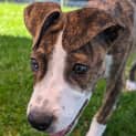 Photo of Jupiter