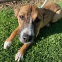 Photo of Maple