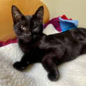 Photo of Batman