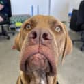 Photo of Rover