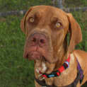 Photo of Rover