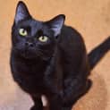 Photo of Milo