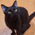 Photo of Milo