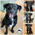Photo of Jupiter 