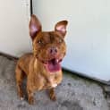 Photo of Ziggy