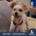 Photo of Eddie 7 Year Old Maltese X (Hold)