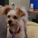 Photo of Eddie 7 Year Old Maltese X (Hold)