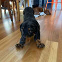 Photo of Angus 1 Year Old Miniature Dachshund (Hold)