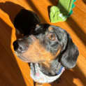 Photo of Angus 1 Year Old Miniature Dachshund (Hold)