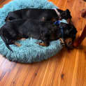 Photo of Angus 1 Year Old Miniature Dachshund (Hold)