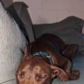 Photo of Louie