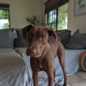 Photo of Louie