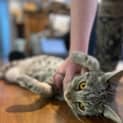 Photo of Little Mister **2nd Chance Cat Rescue**