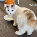 Photo of Boi Boi