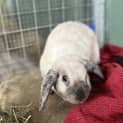 Photo of Cinnamon