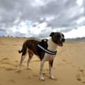 Photo of Luna 4 Year Old Staffy X (Trial)