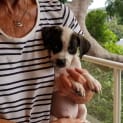 Photo of Bohdi