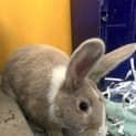 Photo of Fluffbuns