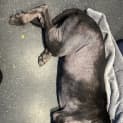 Photo of Shadow