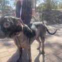 Photo of Shadow