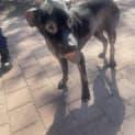 Photo of Shadow