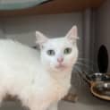 Photo of Snowbi