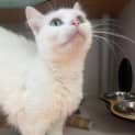 Photo of Snowbi