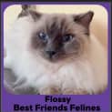 Photo of Flossy