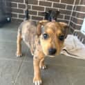 Photo of Billie 6 Week Old Cattle Dog X (Trial)