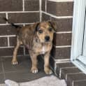 Photo of Billie 6 Week Old Cattle Dog X (Trial)