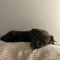 Photo of Rafa 6 Week Old Cattle Dog X (Trial)