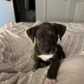 Photo of Rafa 6 Week Old Cattle Dog X (Trial)