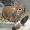 Photo of Hazel (Bonded With Ella)