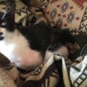 Photo of Missy Moo