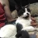 Photo of Missy Moo