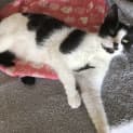 Photo of Missy Moo