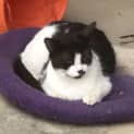 Photo of Missy Moo
