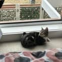 Photo of Stitch
