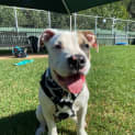 Photo of Moo Moo