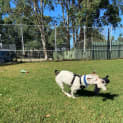 Photo of Moo Moo
