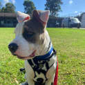 Photo of Moo Moo