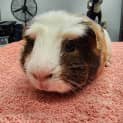 Photo of Pancake