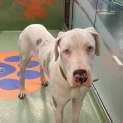 Photo of Snowy