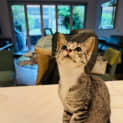 Photo of Lulu