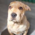 Photo of Barney