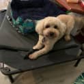 Photo of Xena 3 Year Old Cavoodle (Trial)